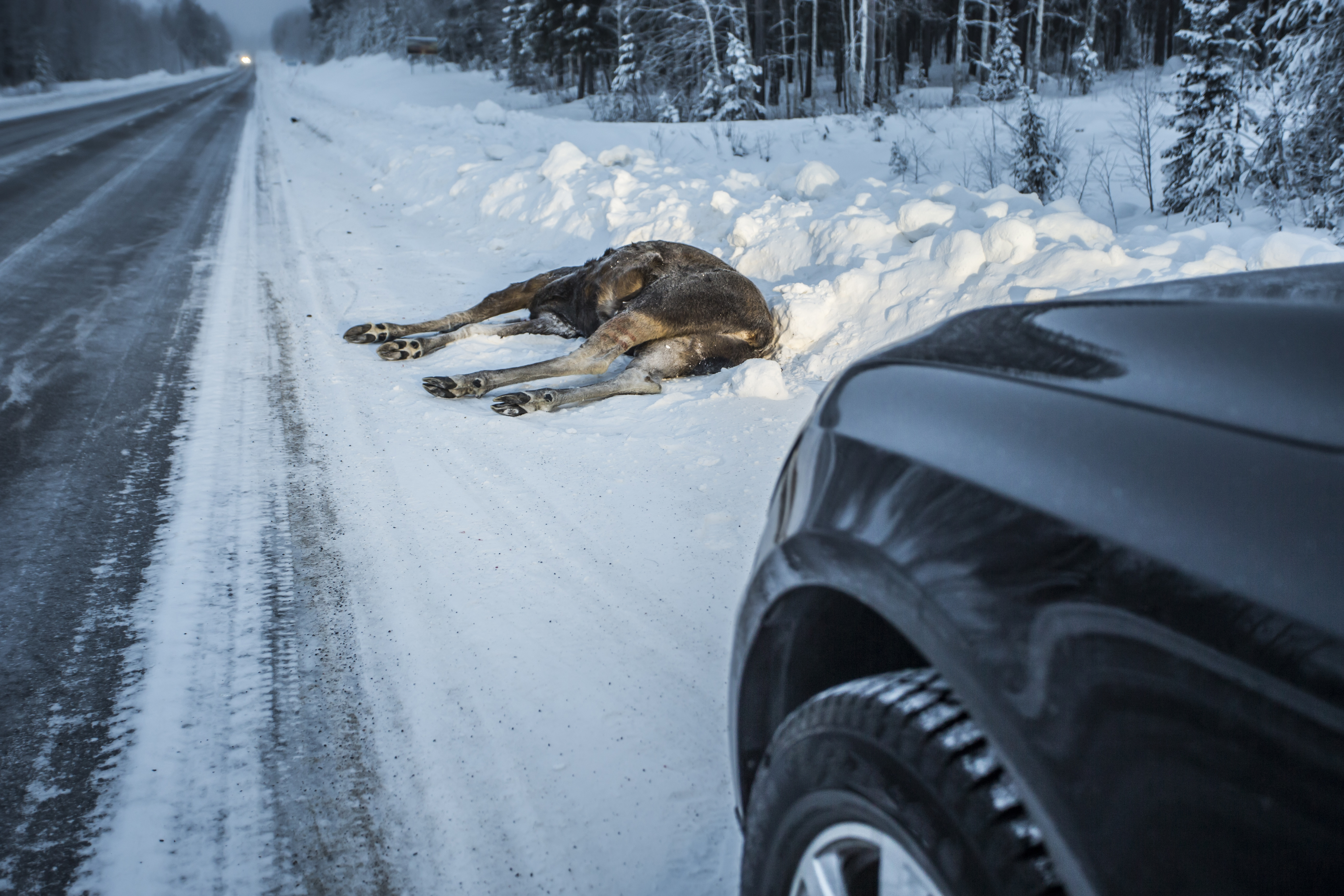 viltpåkjørsel.jpg